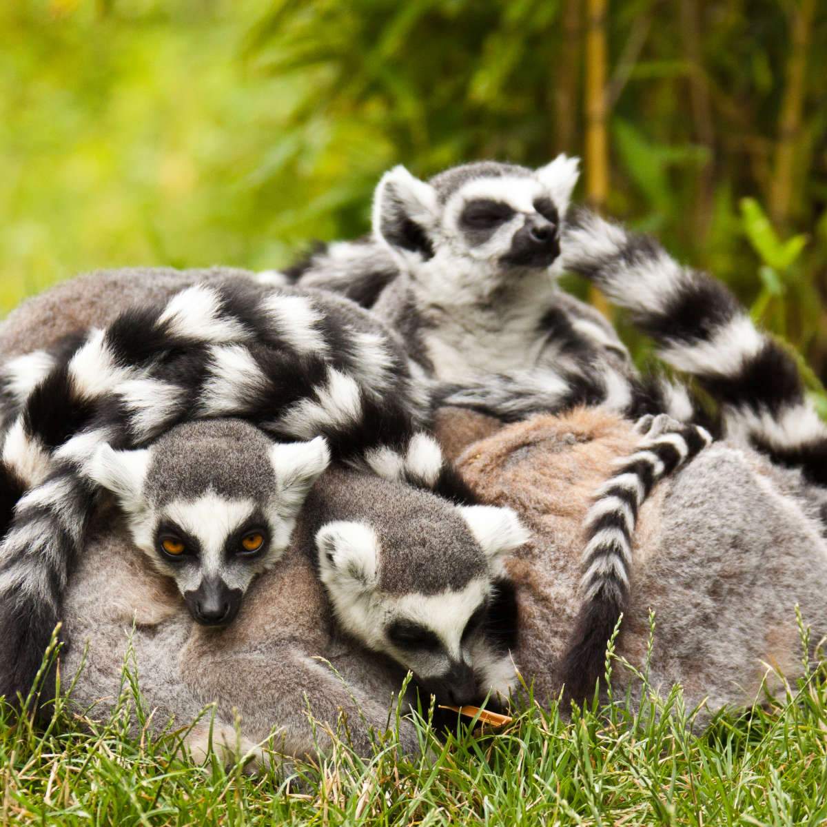 Ring-tailed Lemurs And Baby Huddling by Suzi Eszterhas